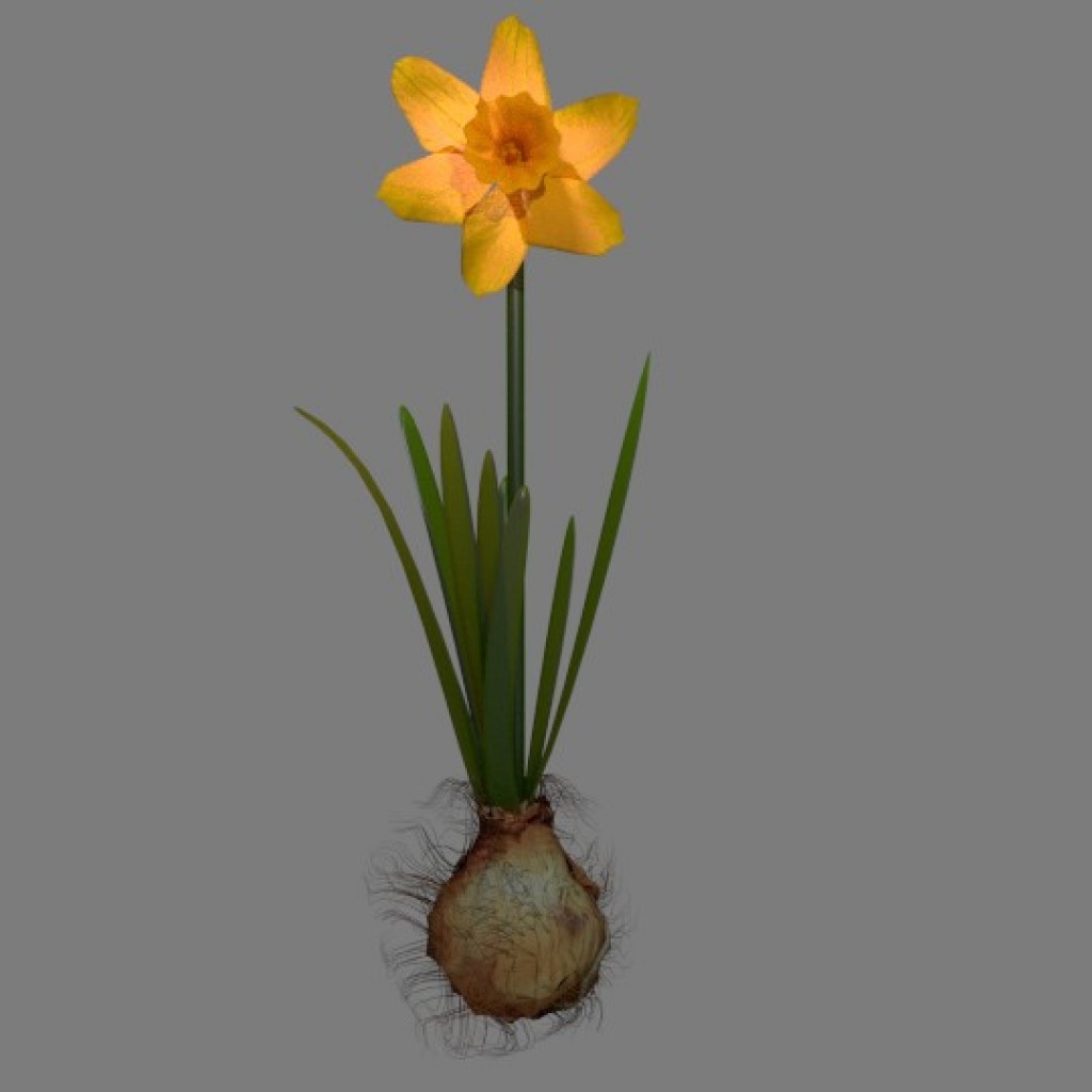 Daffodil preview image 1